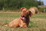 DOGUE DE BORDEAUX 413